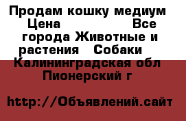 Продам кошку медиум › Цена ­ 6 000 000 - Все города Животные и растения » Собаки   . Калининградская обл.,Пионерский г.